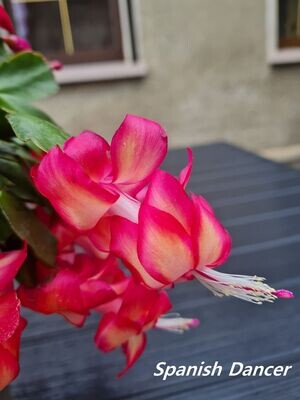 Schlumbergera Hybride " Spanish Dancer "
