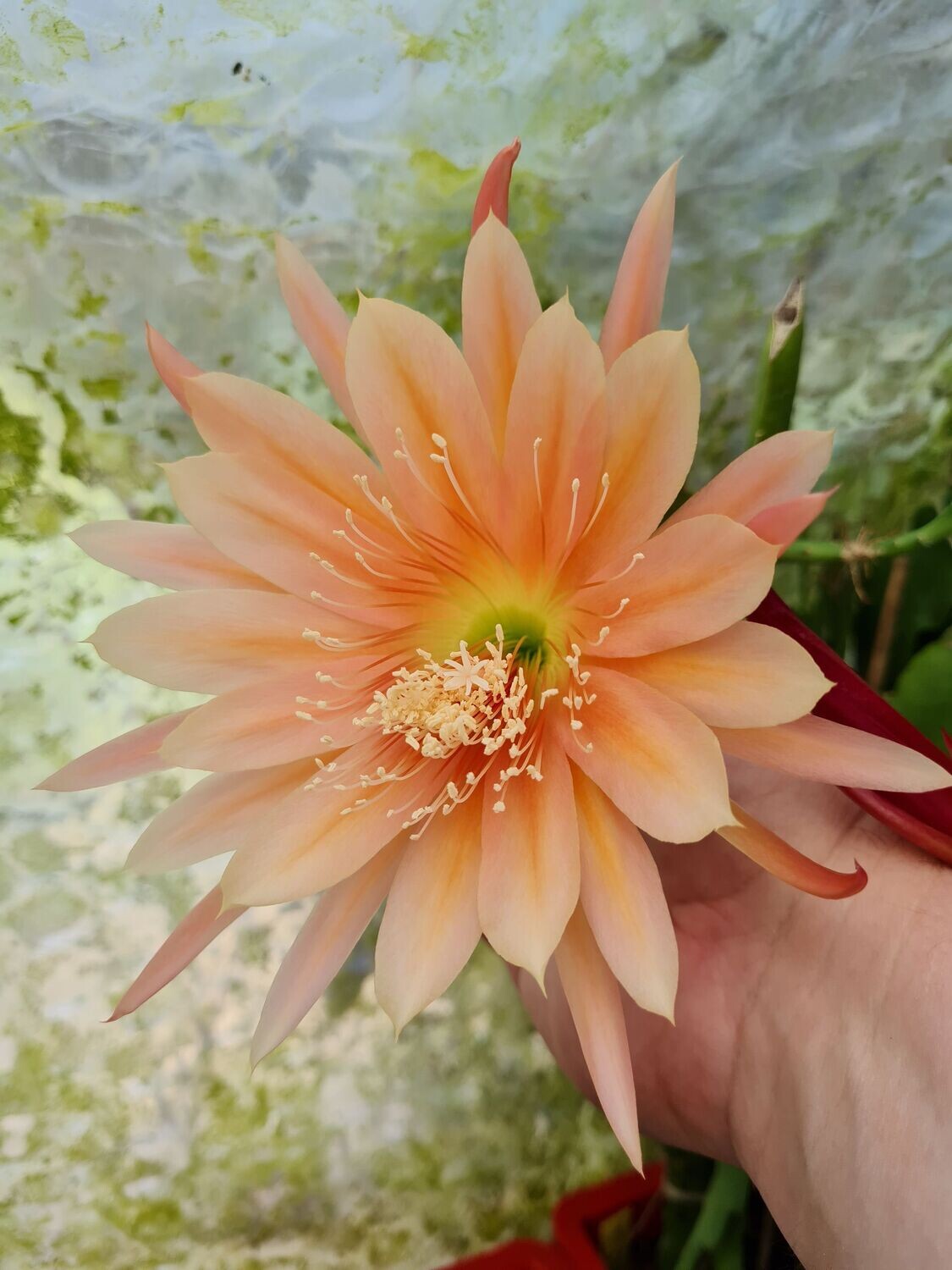 Peach Melba