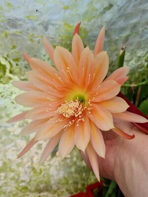 Peach Melba Peach Melba