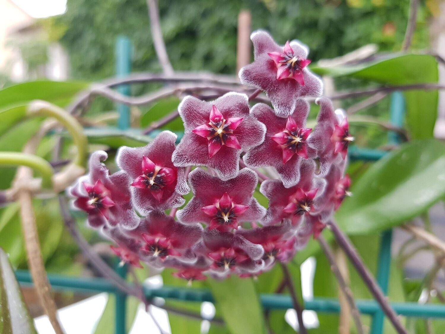 Hoya Hybride Pubicalyx