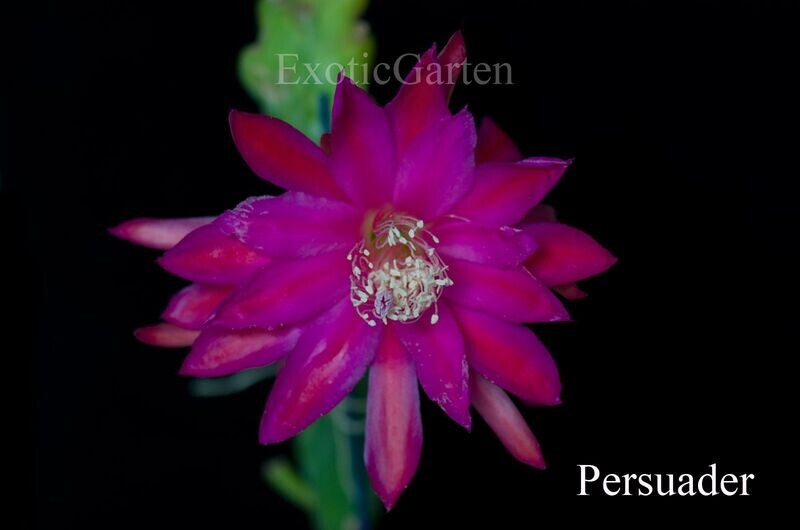 Persuader