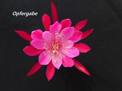 Opfergabe