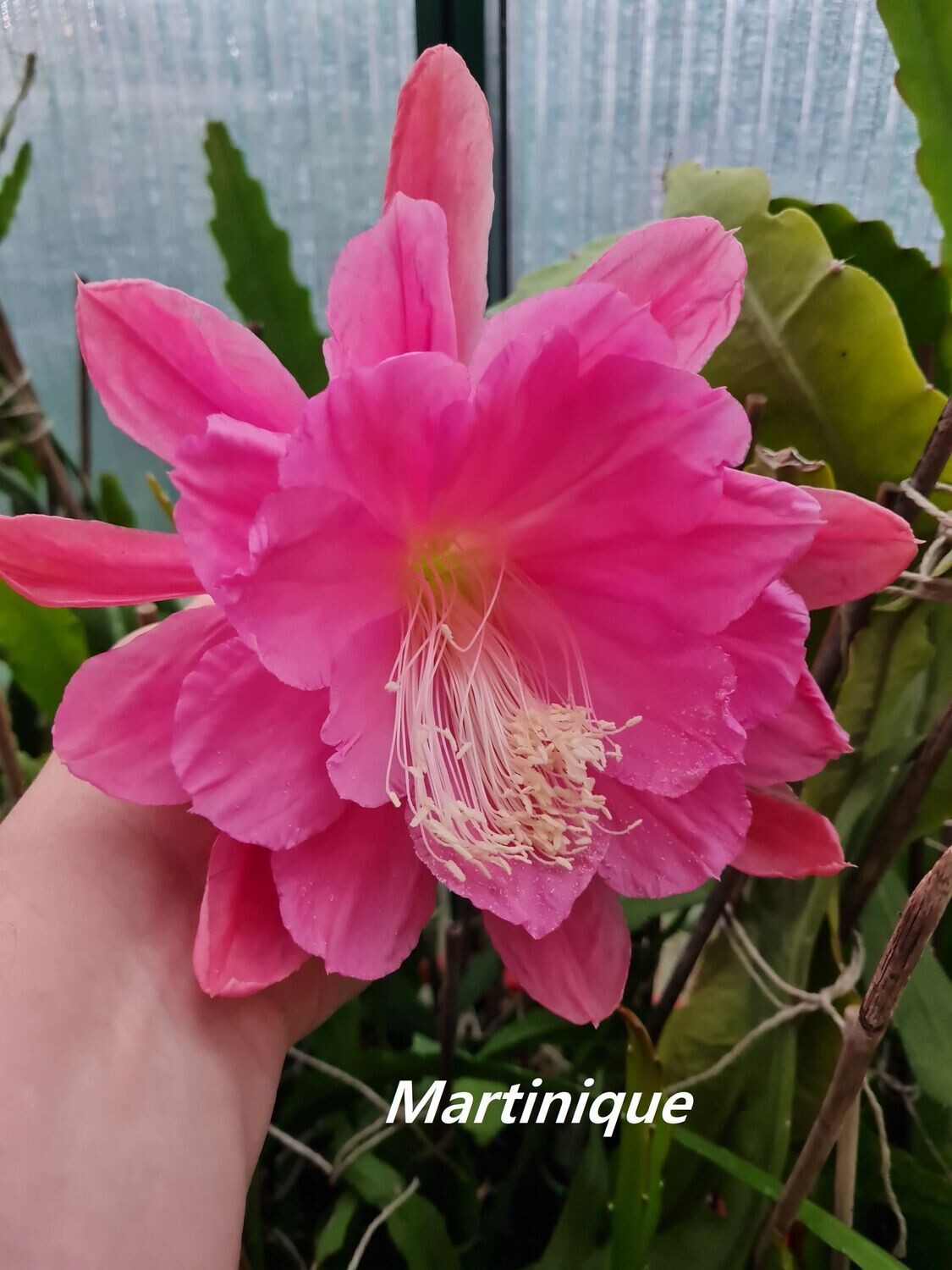 Martinique