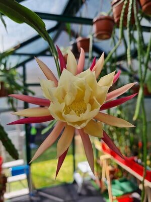 Bernhard Paetz Bernhard Paetz