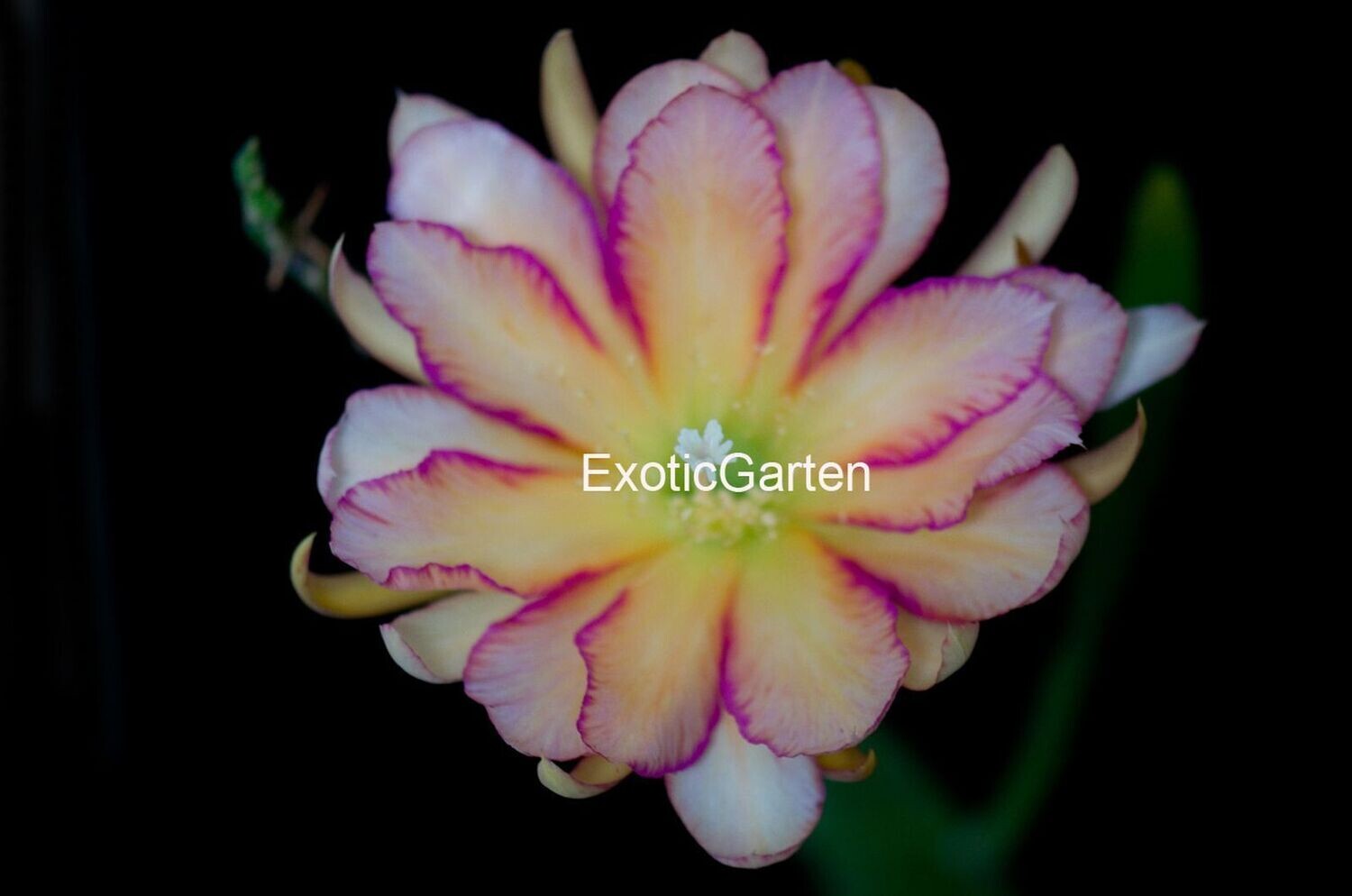 Joseph Marshall Joseph Marshall