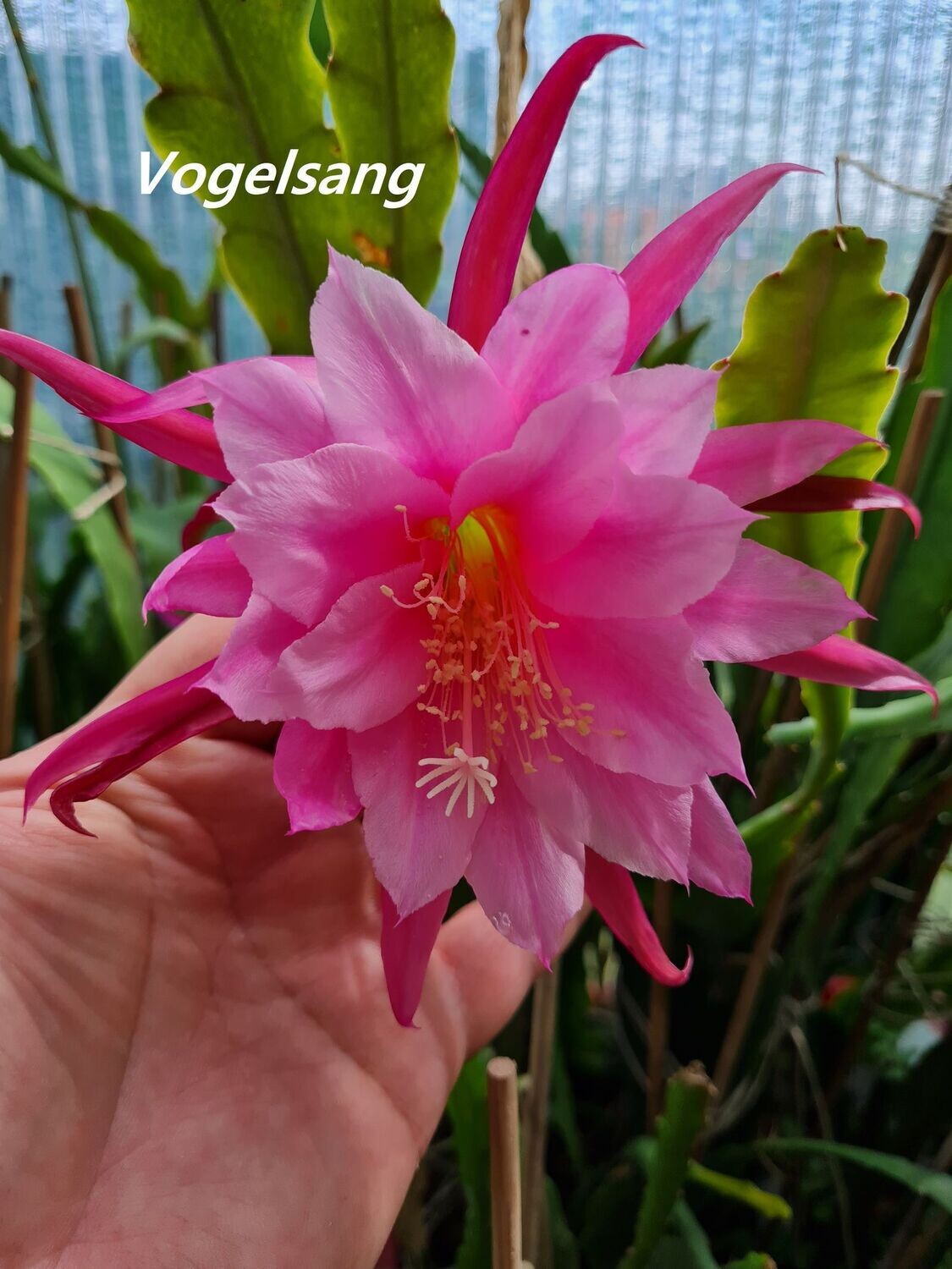 Vogelsang