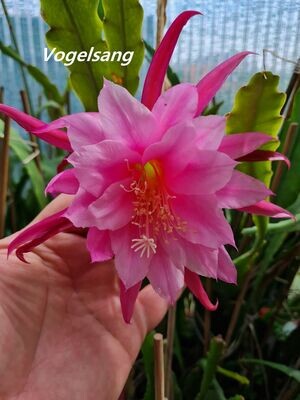 Vogelsang