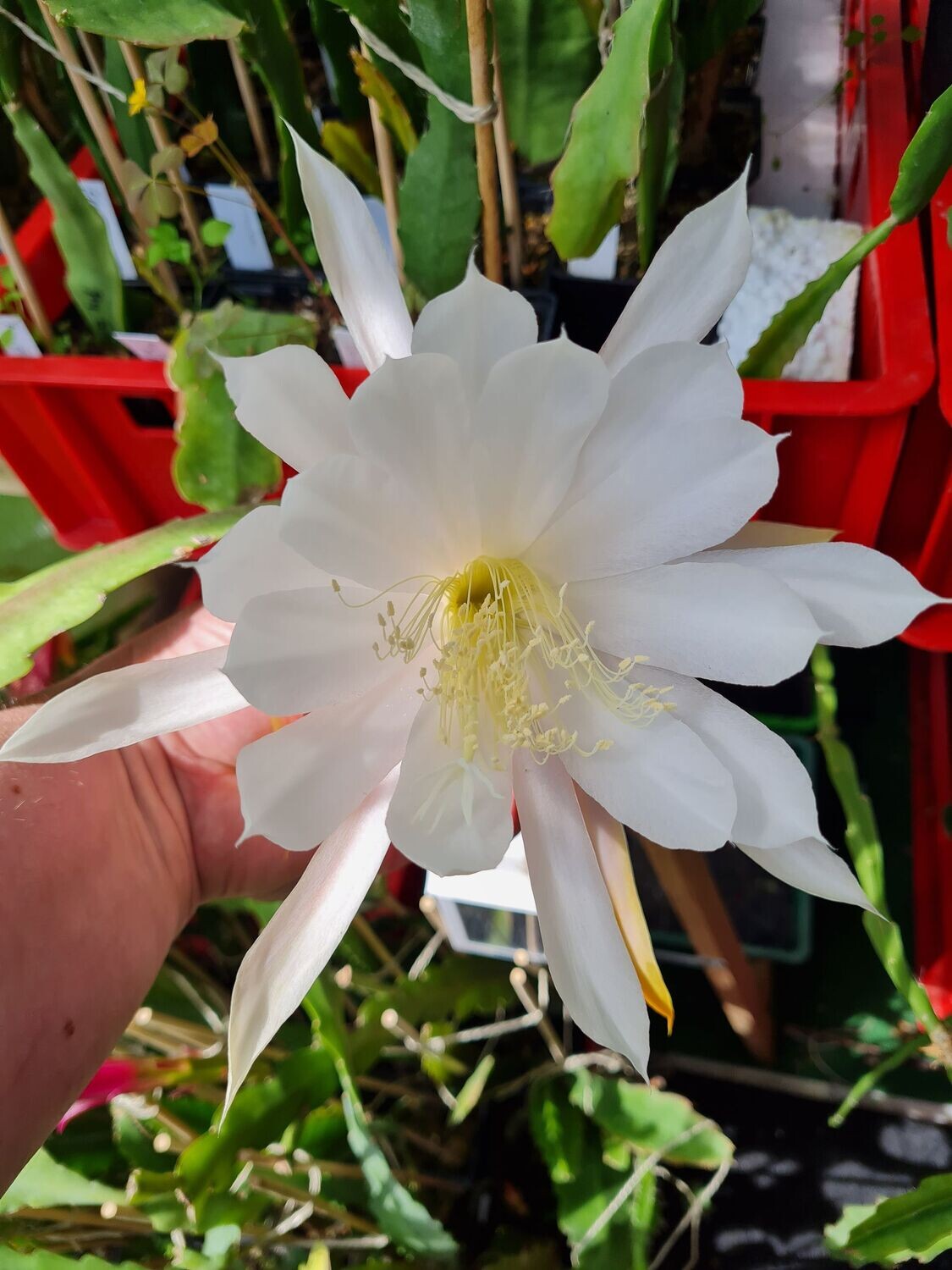 Maienfrische