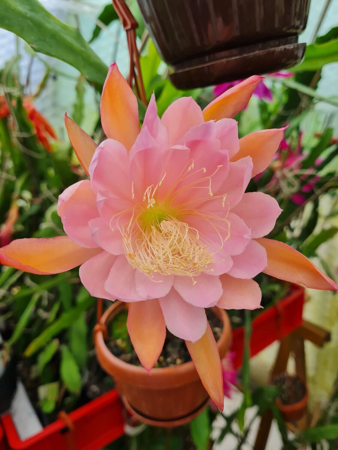 No Name (FCC)
