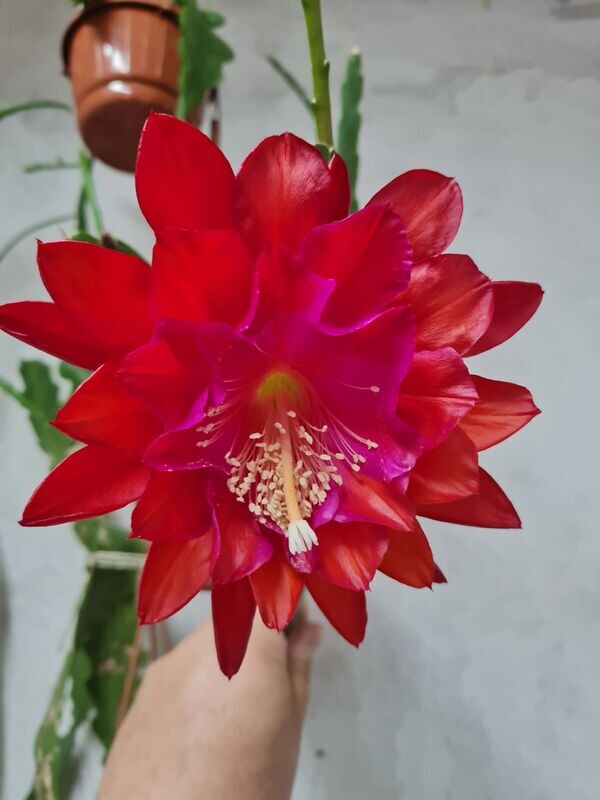 Radiant Fire
