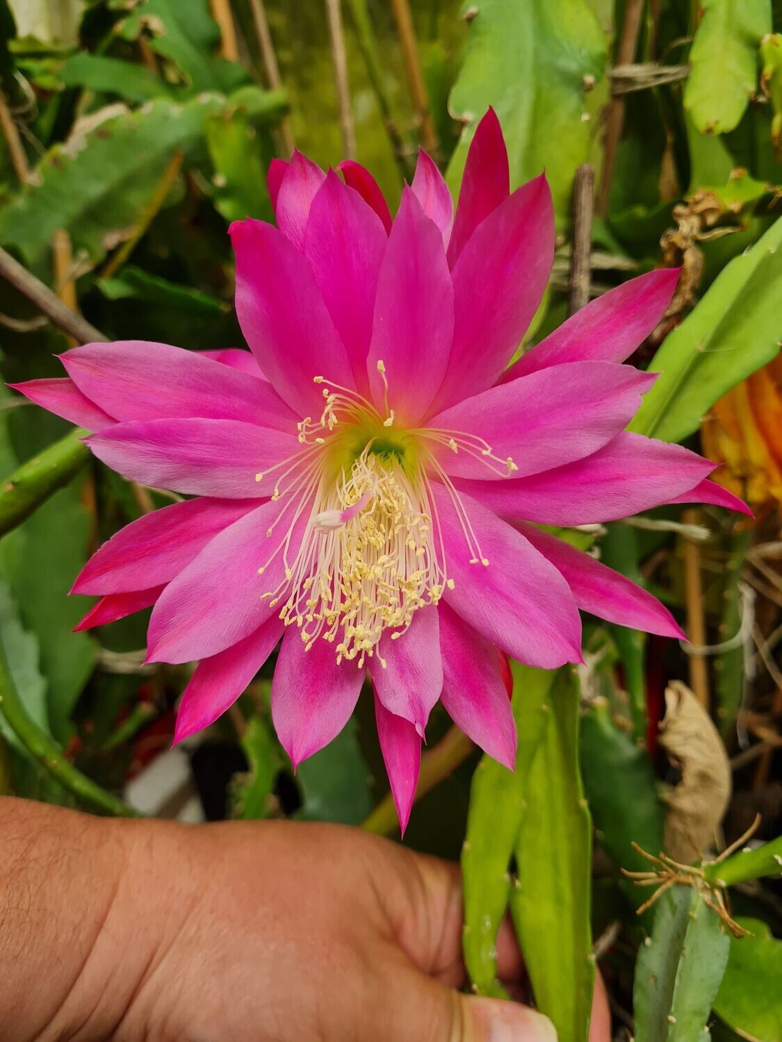 Frühlingsgruss