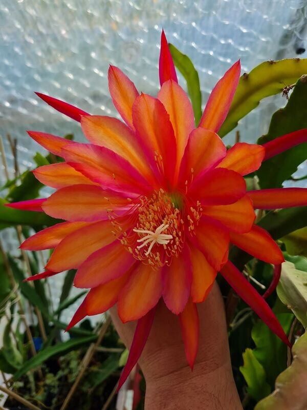 Coral Dance