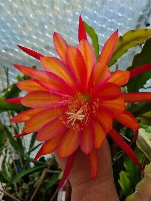 Coral Dance