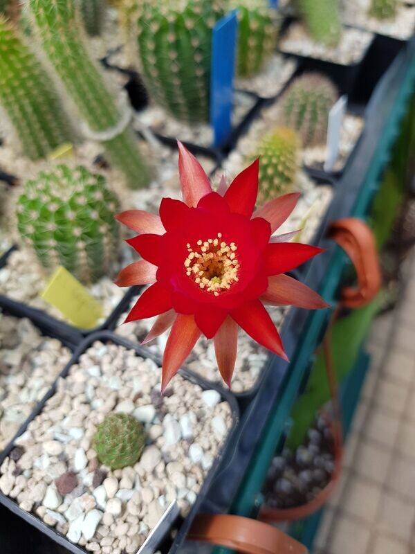 Chamaecereus Karneol