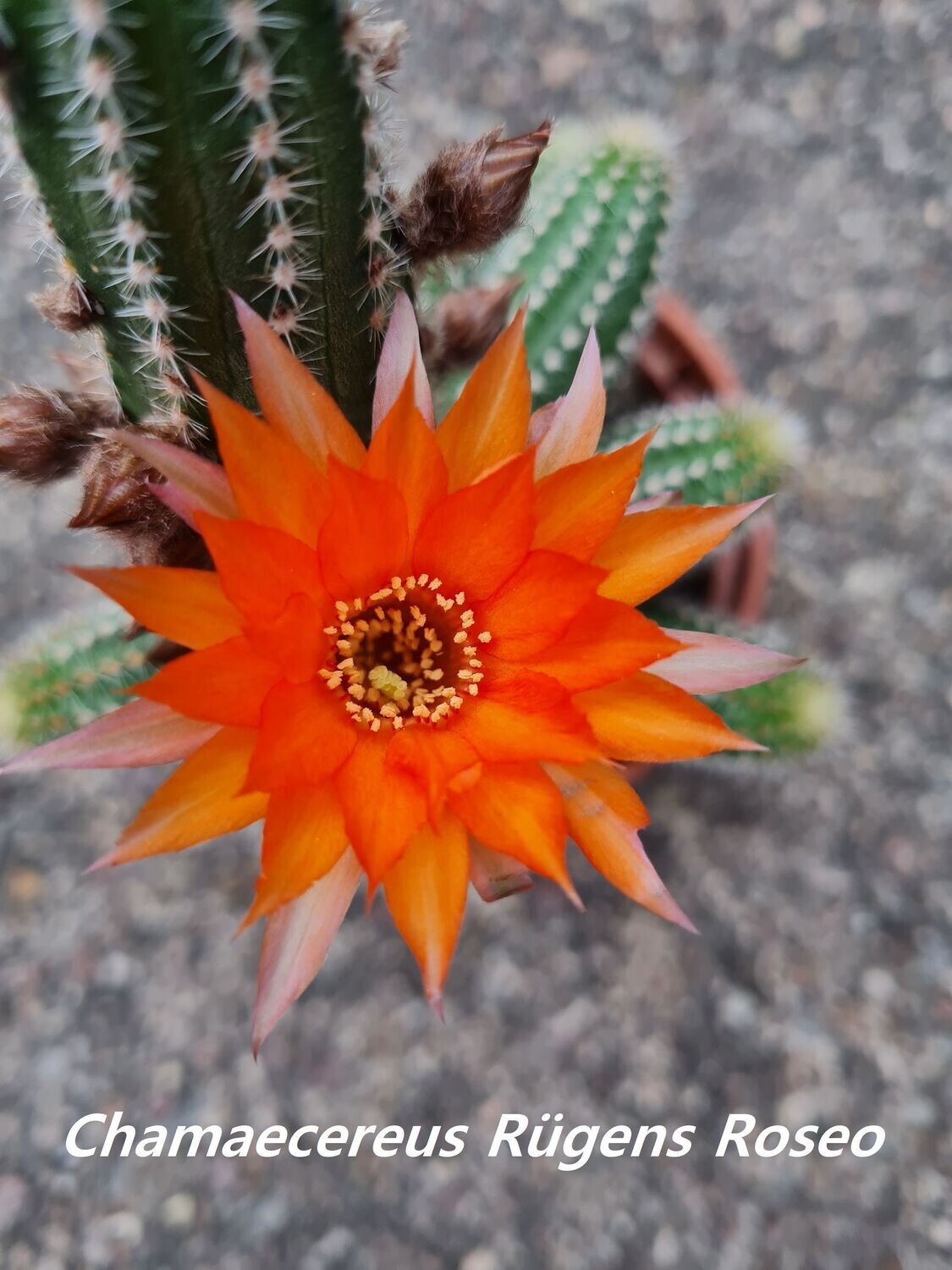 Chamaecereus Rügens Roseo