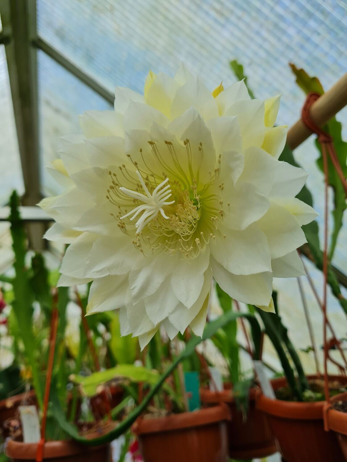 Kiwi Queen Iolanthe