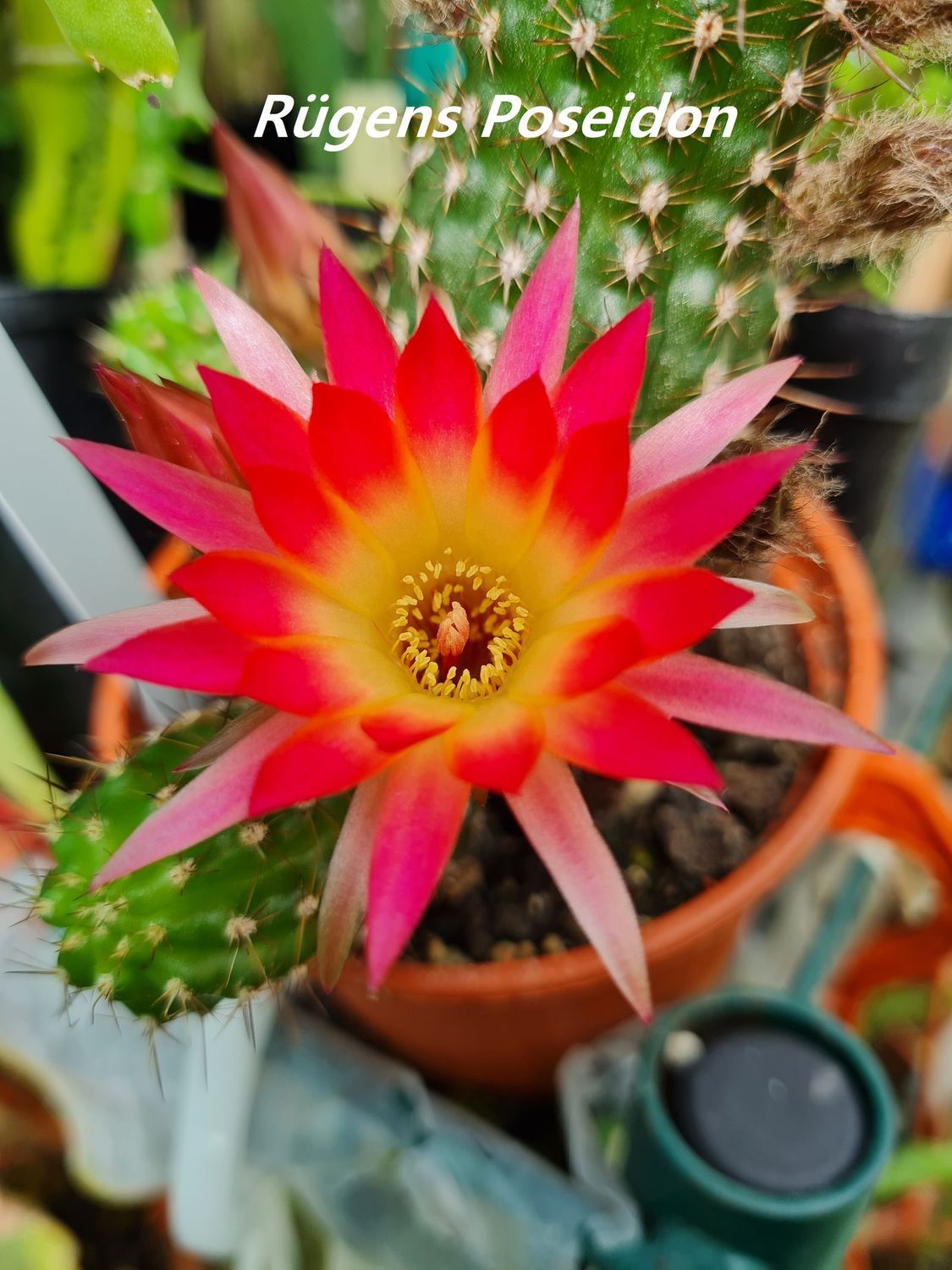 Chamaecereus Rügens Poseidon