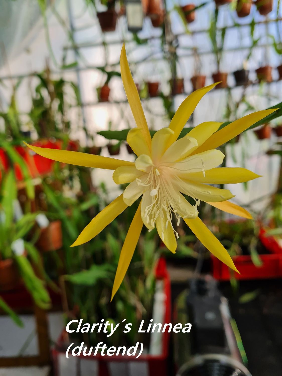 Clarity’s Linnea ( duftend )