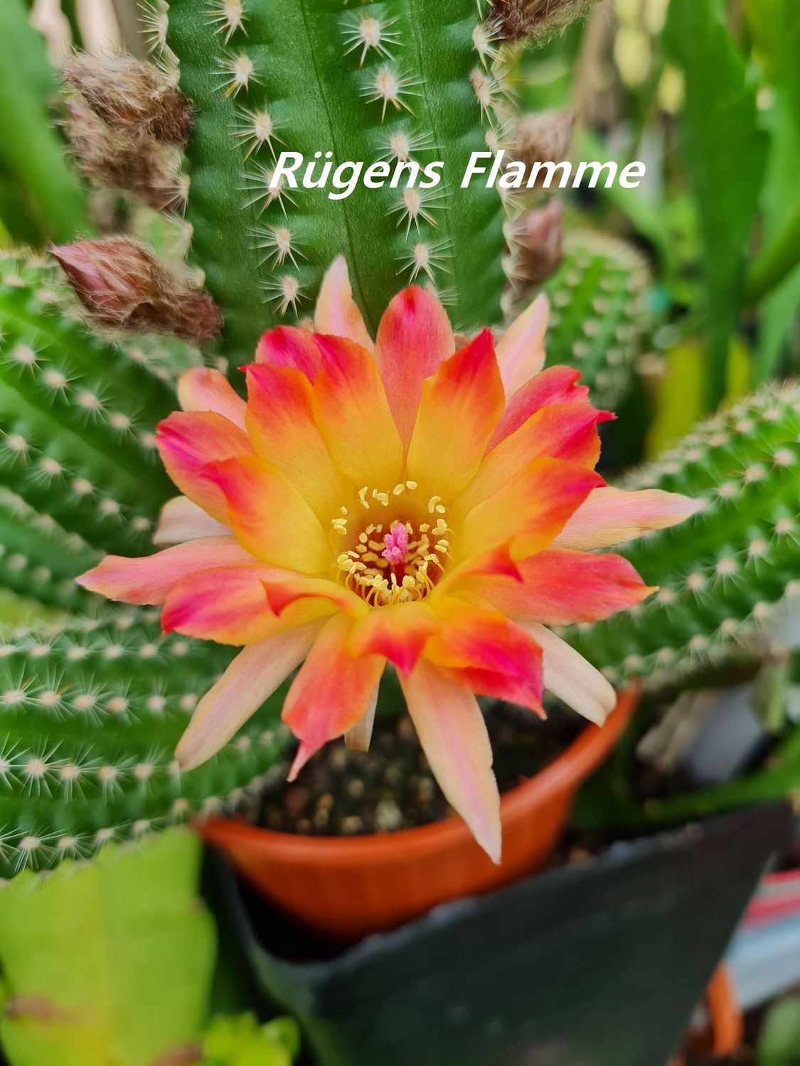 Chamaecereus Rügens Flamme