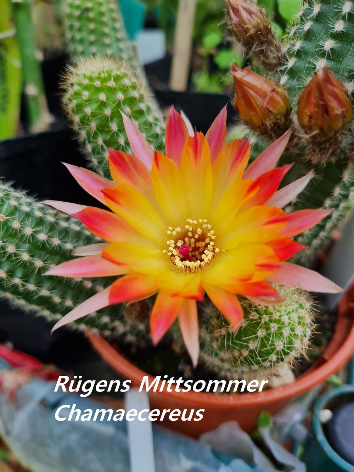 Chamaecereus Rügens Mittsommer