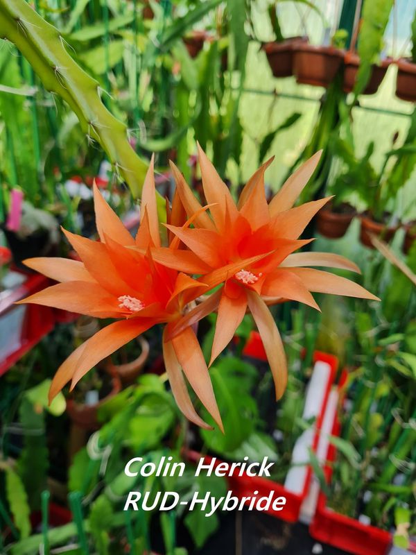 Colin Herick RUD-Hybride
