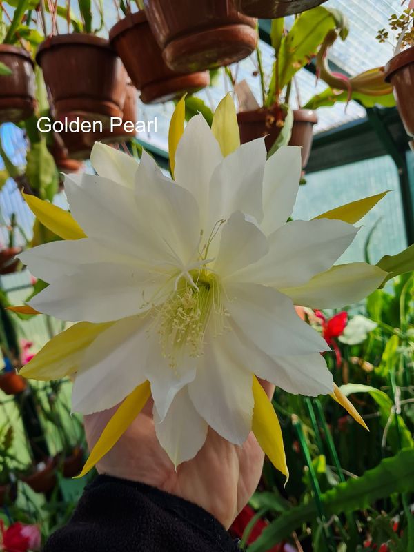 Golden Pearl