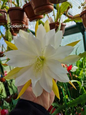Golden Pearl