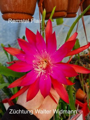 Remstal Flair