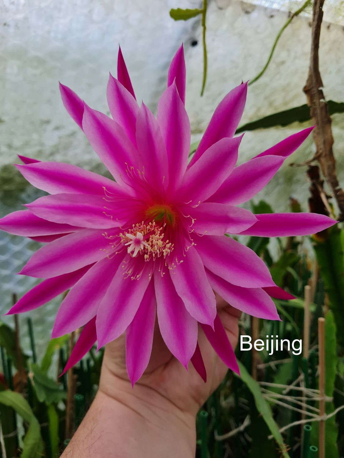 Beijing