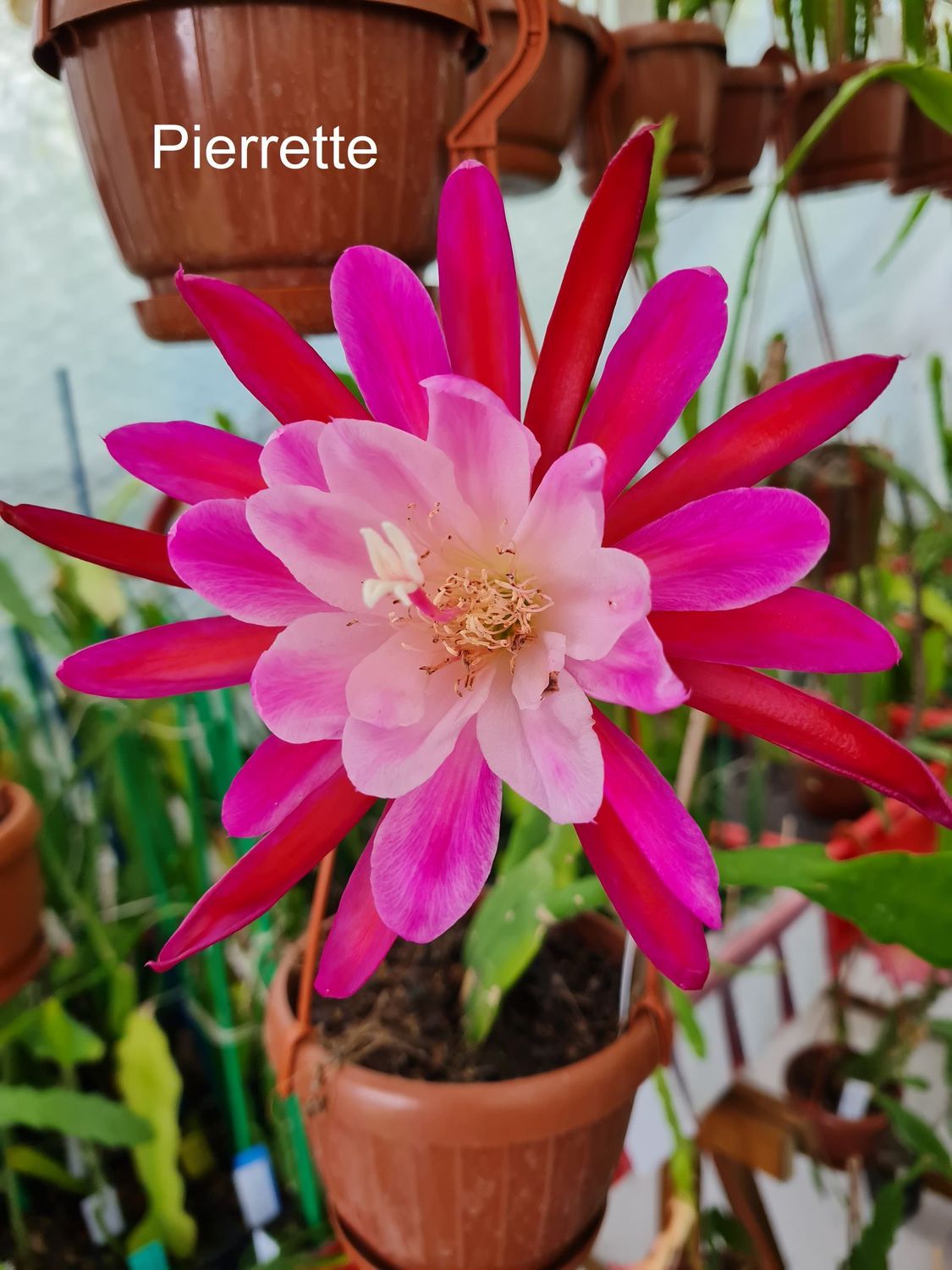 Pierrette