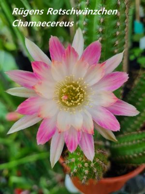 Chamaecereus Rügens Rotschwänzchen Chamaecereus Rügens Rotschwänzchen