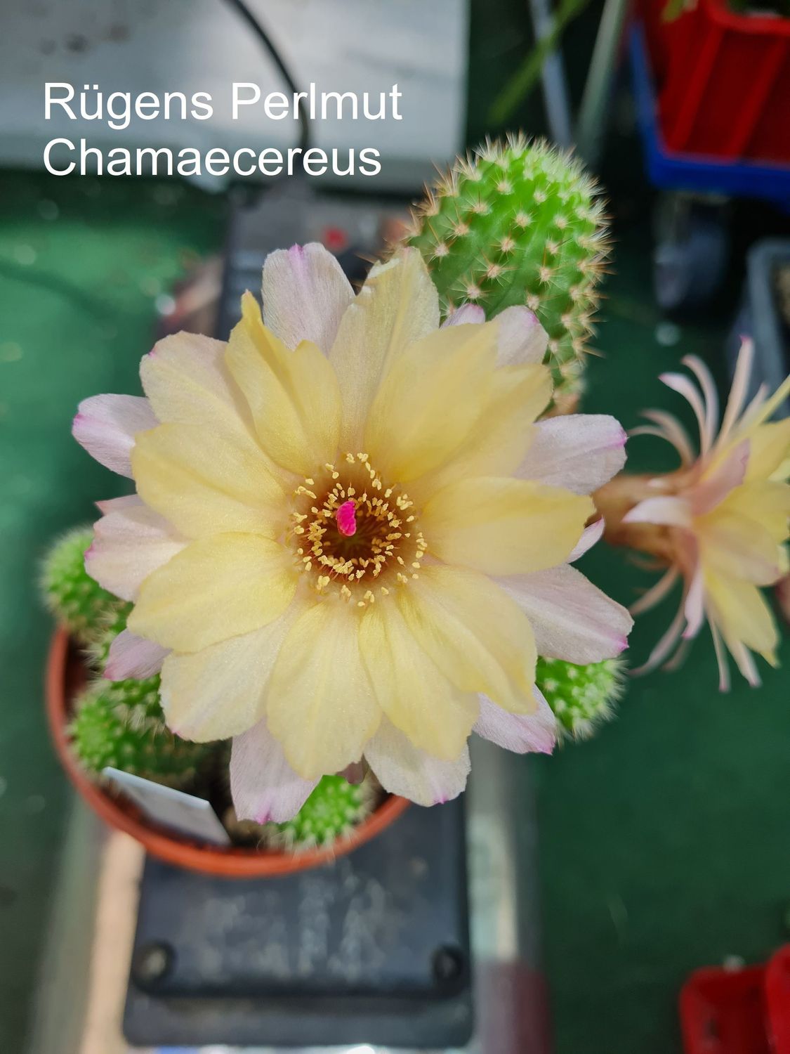 Chamaecereus Rügens Perlmut