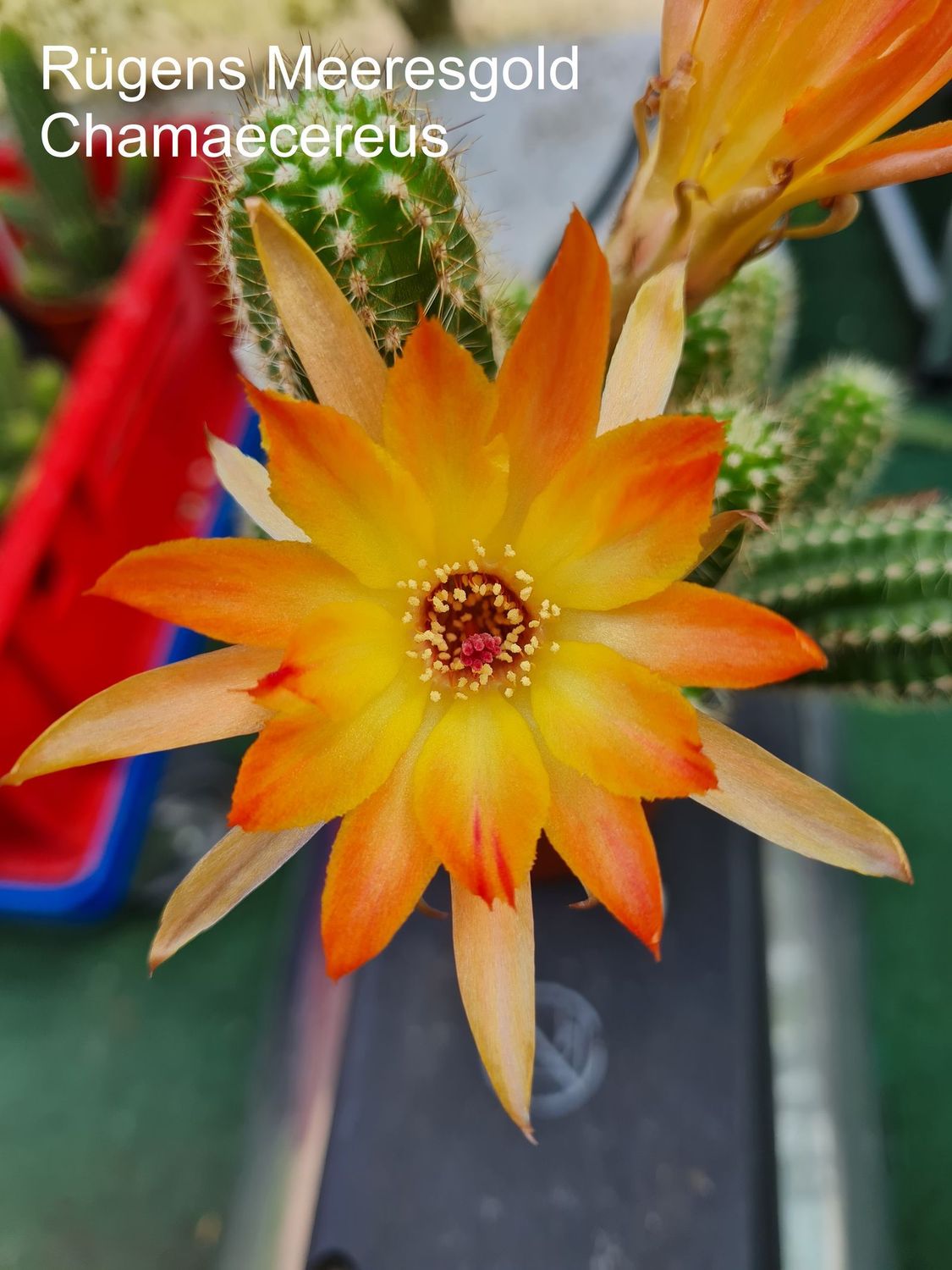 Chamaecereus Rügens Meeresgold