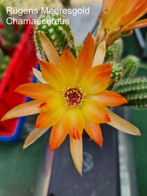 Chamaecereus Rügens Meeresgold Chamaecereus Rügens Meeresgold