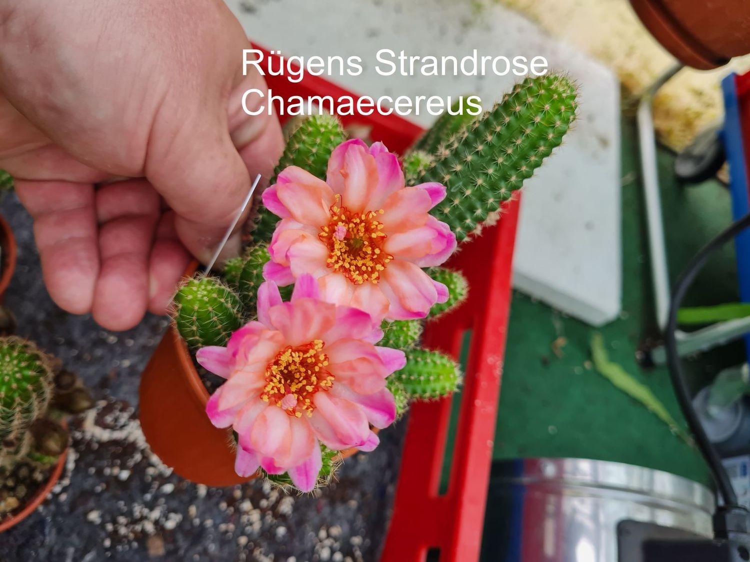 Chamaecereus Rügens Strandrose
