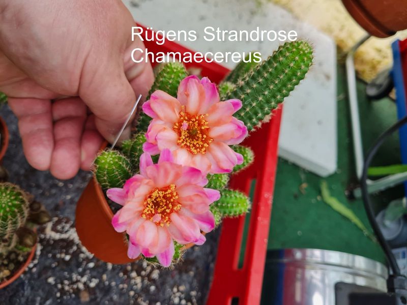 Chamaecereus Rügens Strandrose