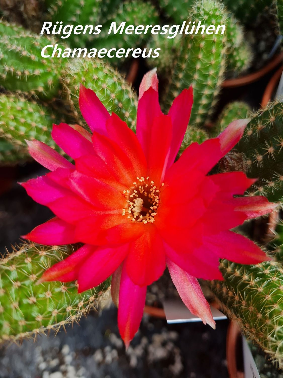 Chamaecereus Rügens Meeresglühen
