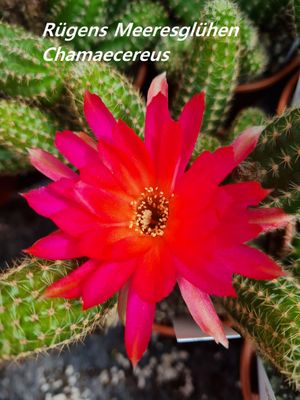 Chamaecereus Rügens Meeresglühen Chamaecereus Rügens Meeresglühen