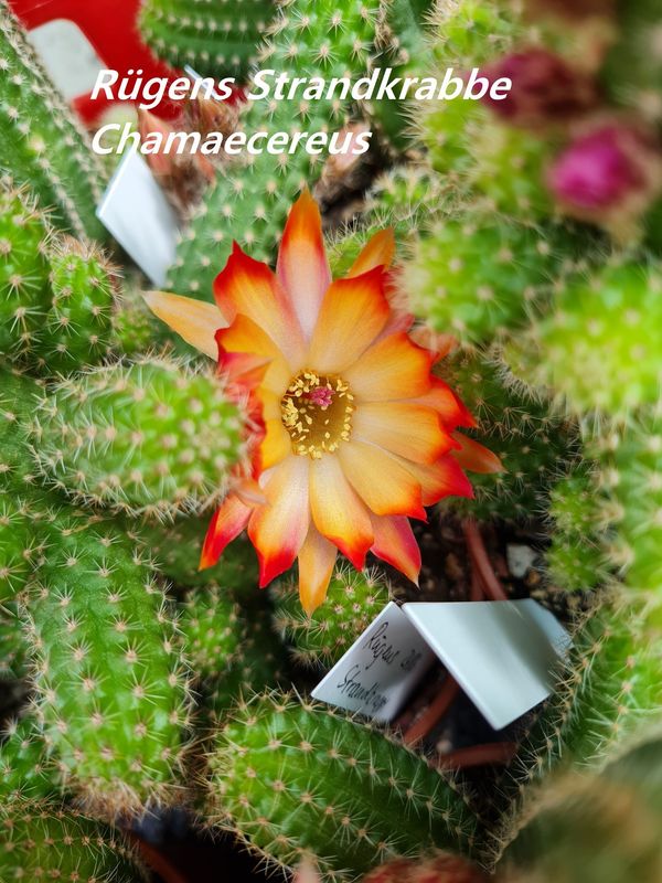 Chamaecereus Rügens Strandkrabbe