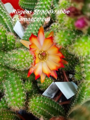 Chamaecereus Rügens Strandkrabbe