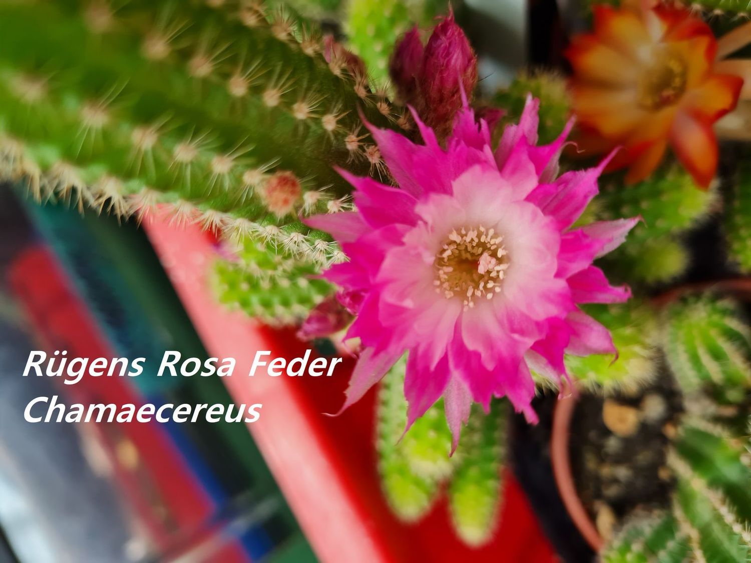 Chamaecereus Rügens Rosa Feder