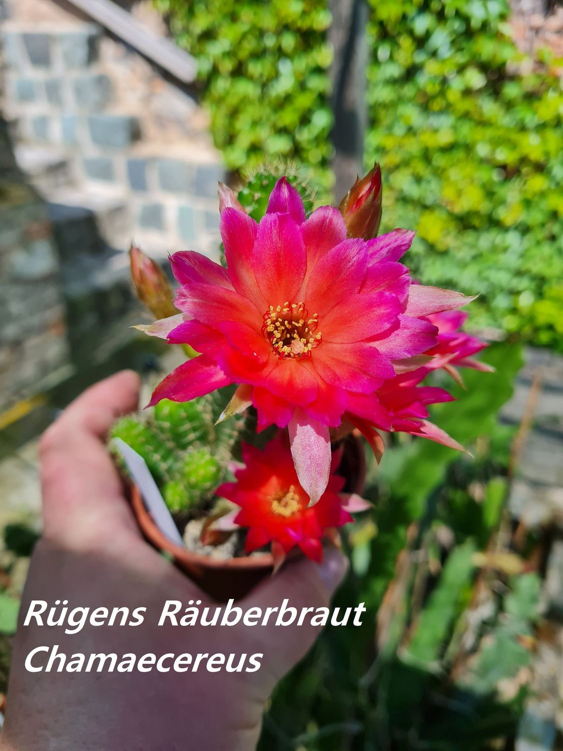 Chamaecereus Rügens Räuberbraut