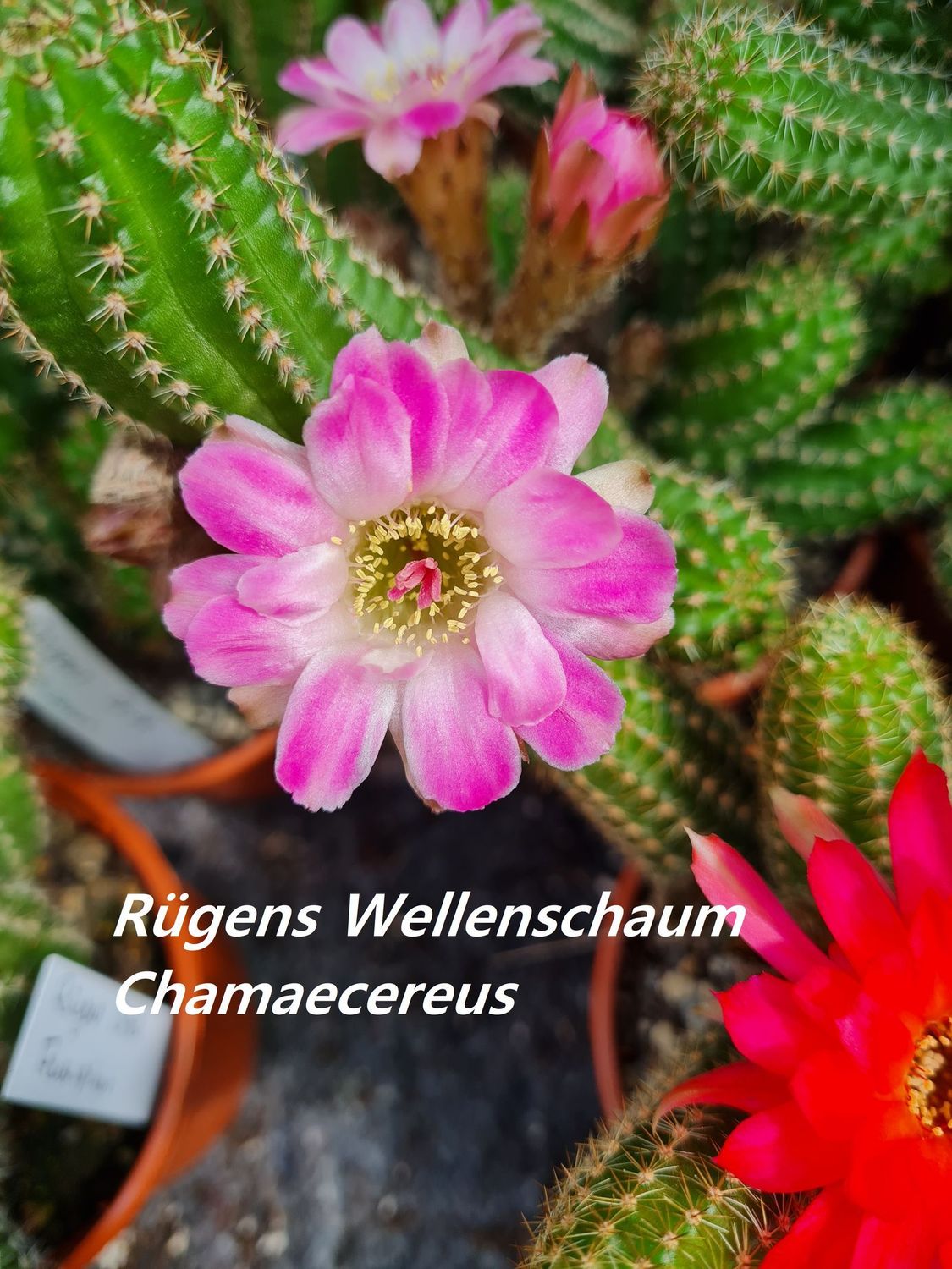 Chamaecereus Rügens Wellenschaum