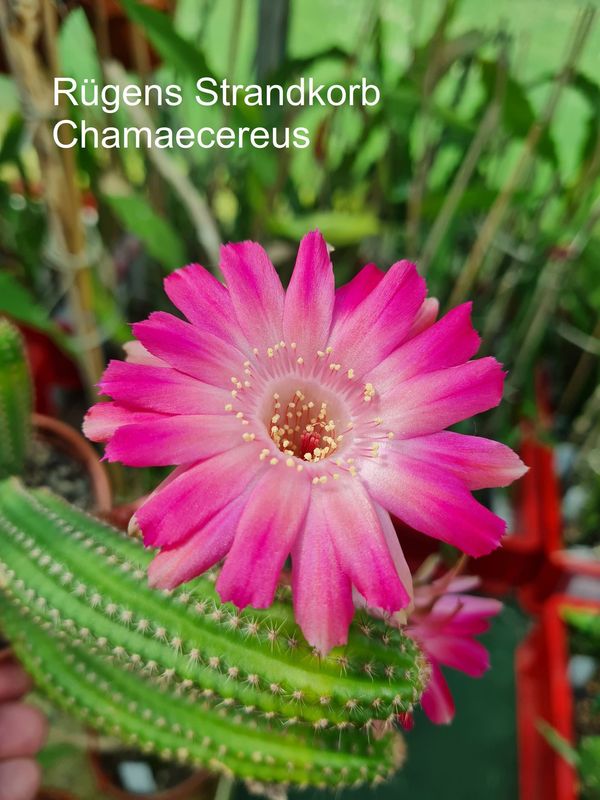 Chamaecereus Rügens Strandkorb