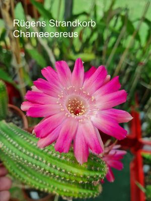 Chamaecereus Rügens Strandkorb