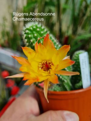 Chamaecereus Rügens Abendsonne Chamaecereus Rügens Abendsonne