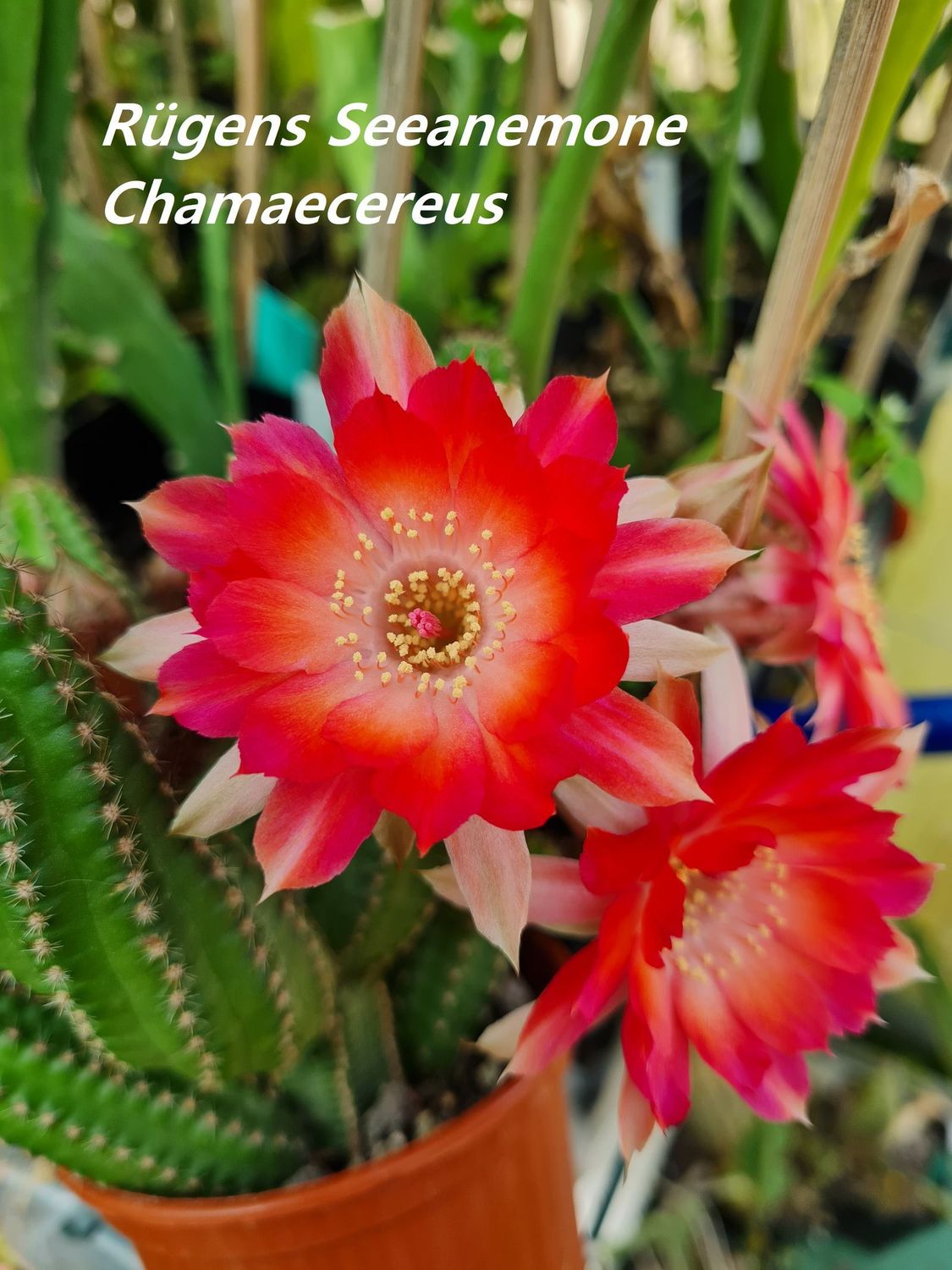 Chamaecereus Rügens Seeanemone