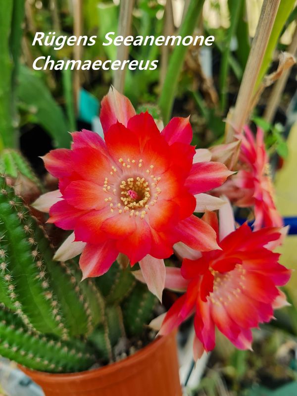 Chamaecereus Rügens Seeanemone