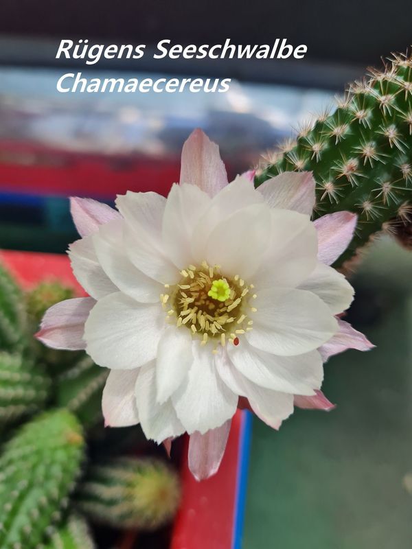Chamaecereus Rügens Seeschwalbe