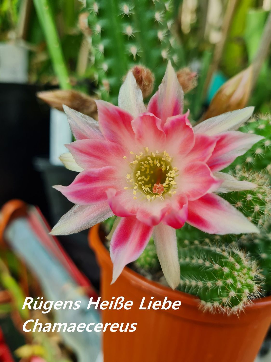 Chamaecereus Rügens Heiße Liebe